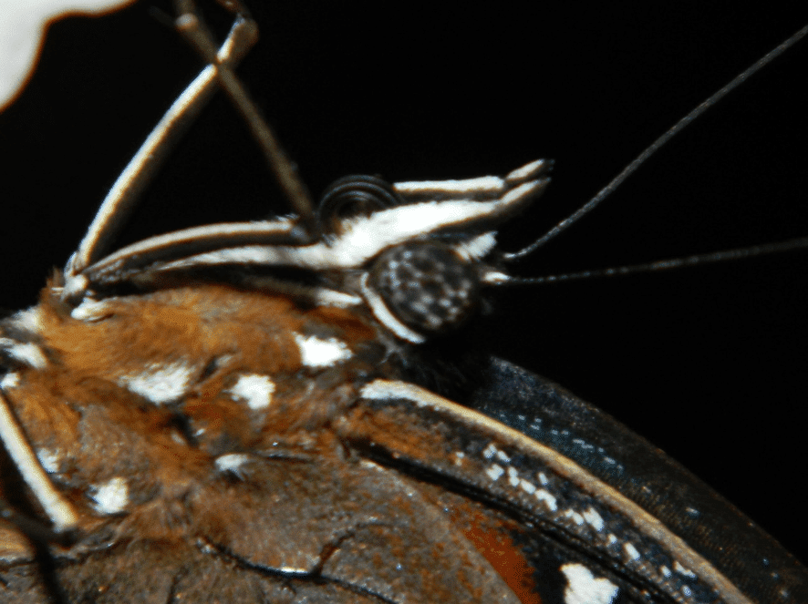 Butterfly Vision Australian Butterfly Sanctuary