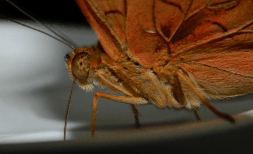 Butterfly Vision Australian Butterfly Sanctuary