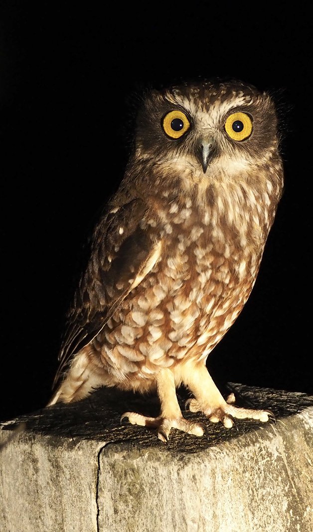 Owls of Australia Australian Geographic
