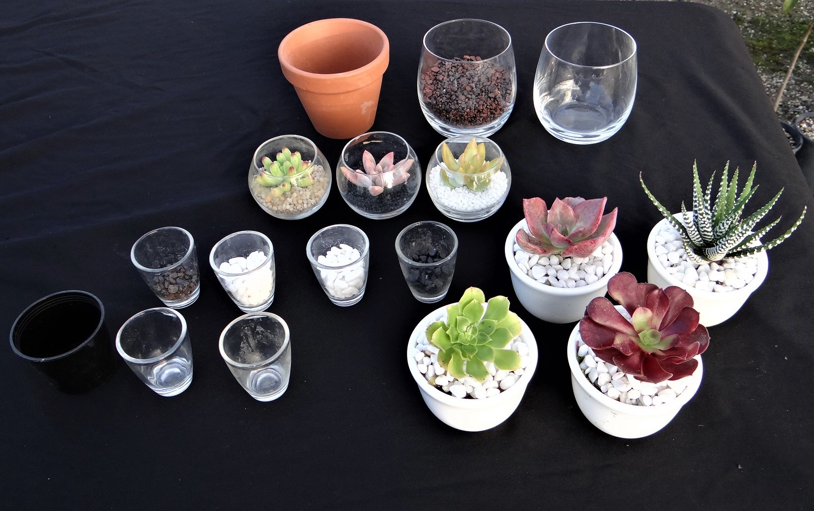 Australian Succulents Live Plants for sale Australia Only