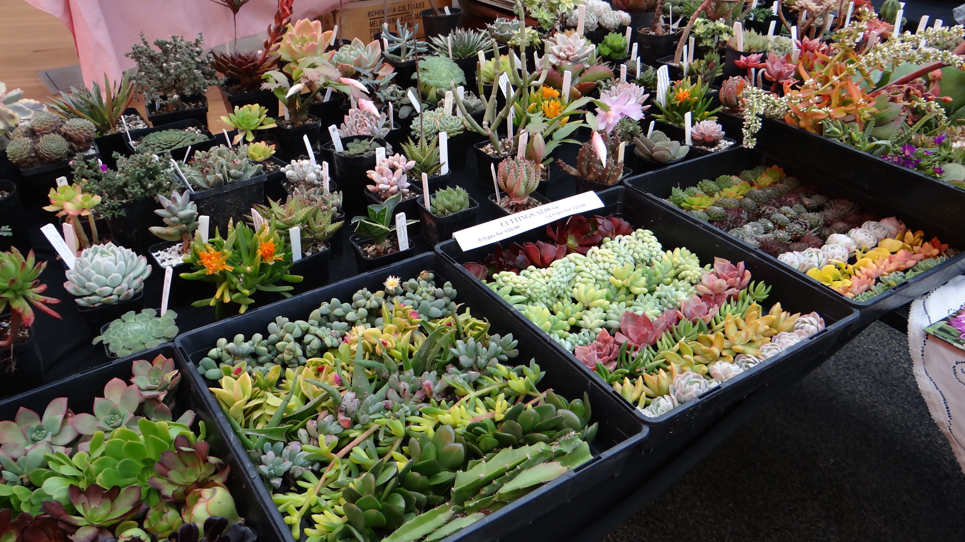 Australian Succulents Live Plants for sale Australia Only