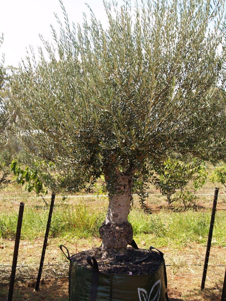 Olive Nursery