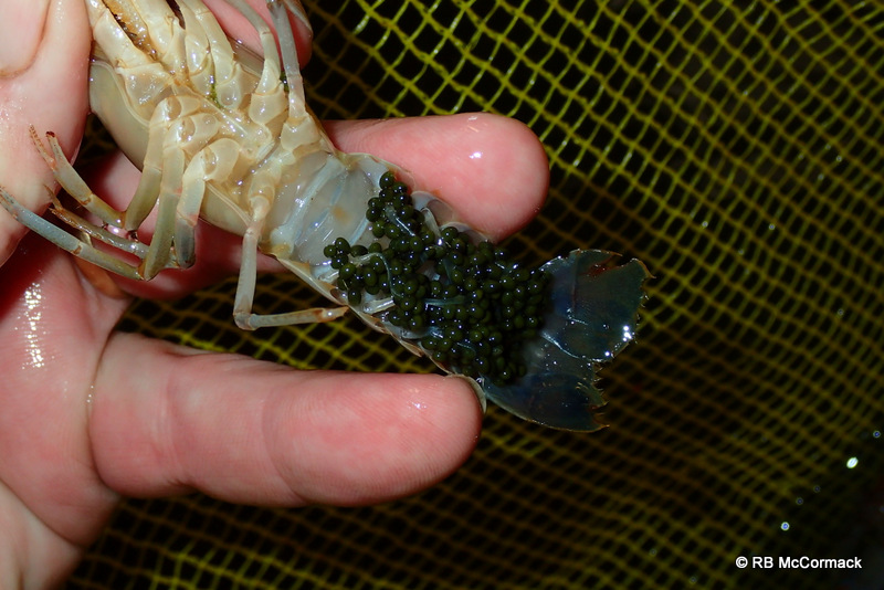 Blog Silver Perch and Mussel Hatchery, plus Yabby Farm