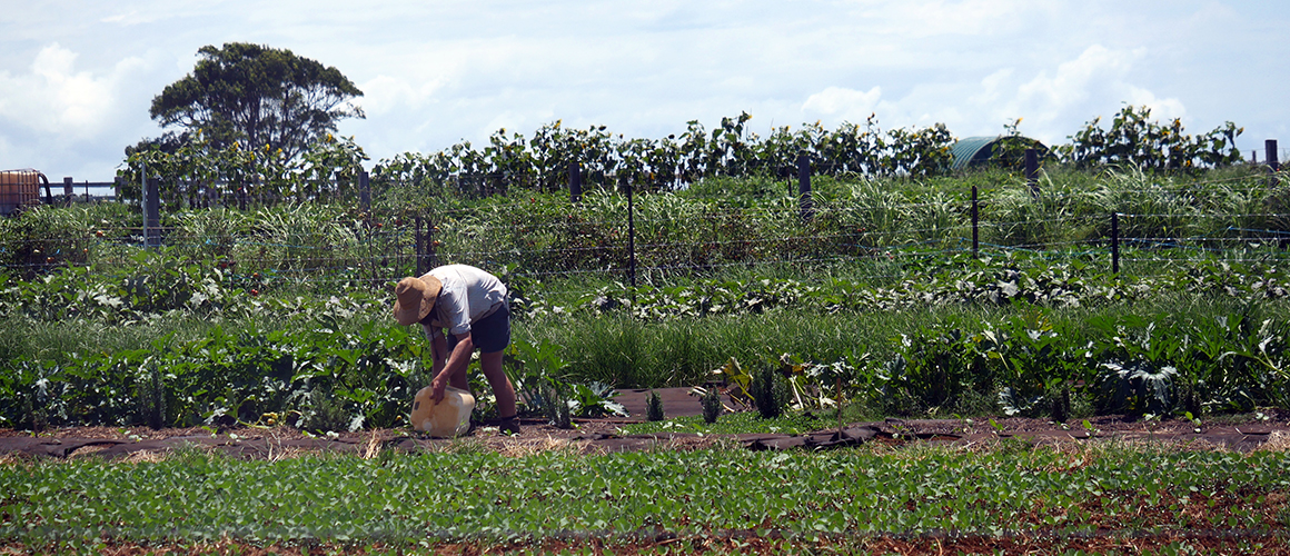 New online service developed to connect growers with seasonal labour