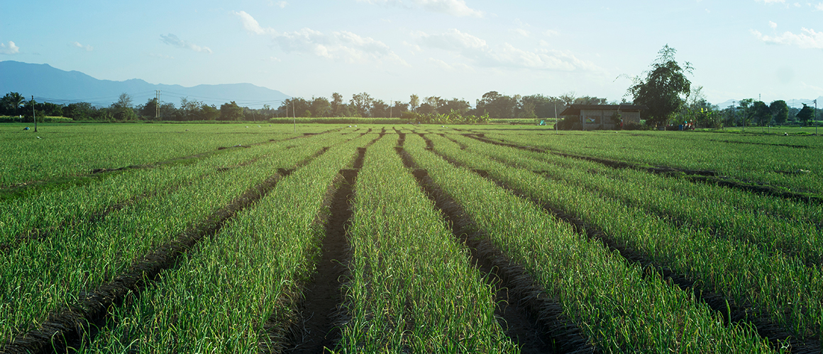 Hort Innovation project supporting IPM adoption in potato and onion