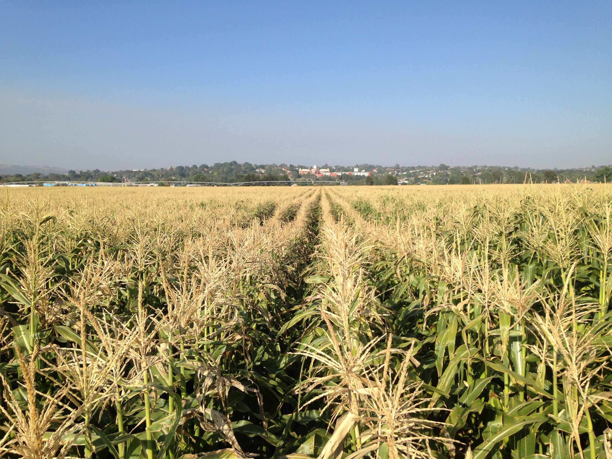 Adoption of soil moisture monitoring in sweet corn AUSVEG