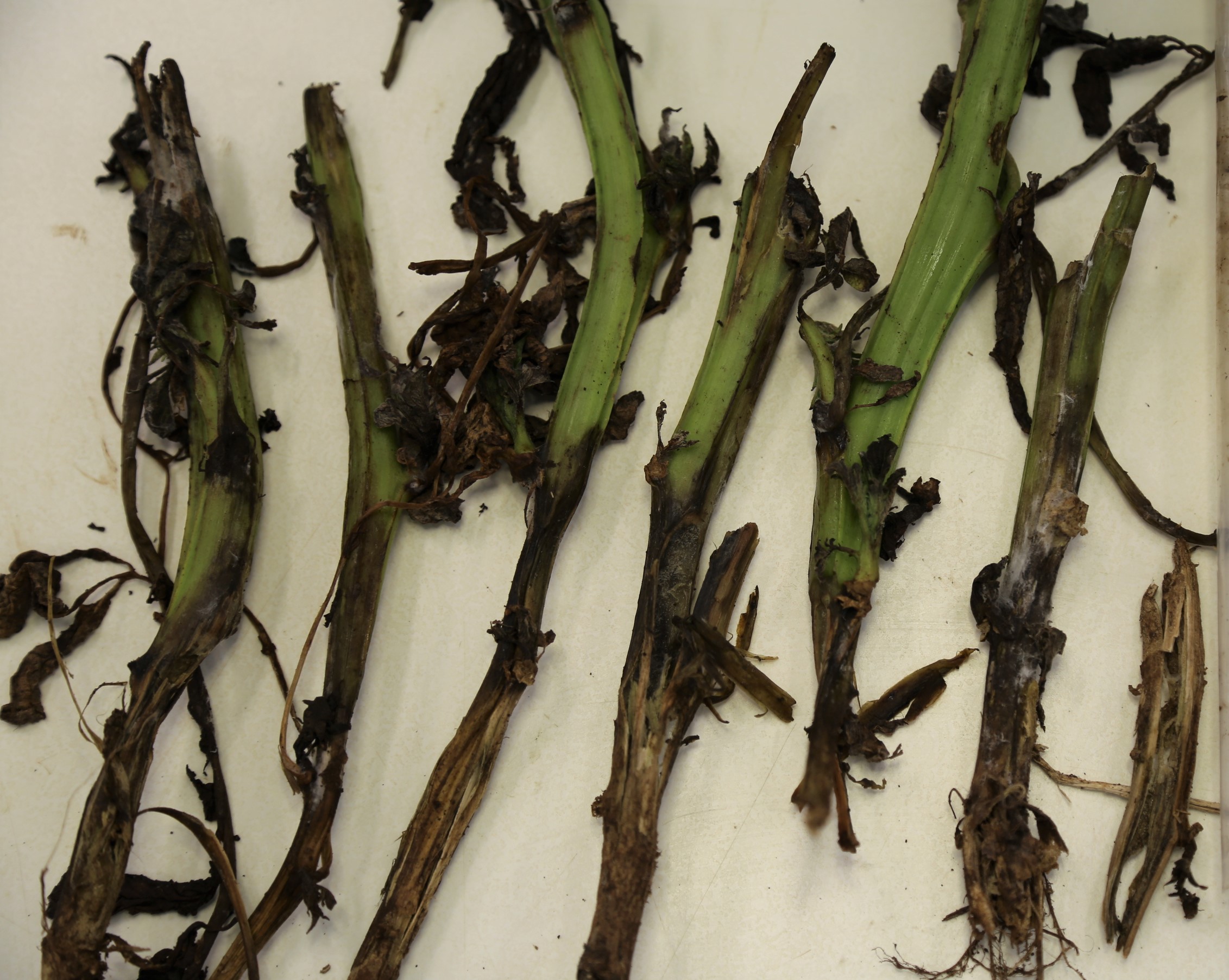 Managing blackleg in potato crops AUSVEG