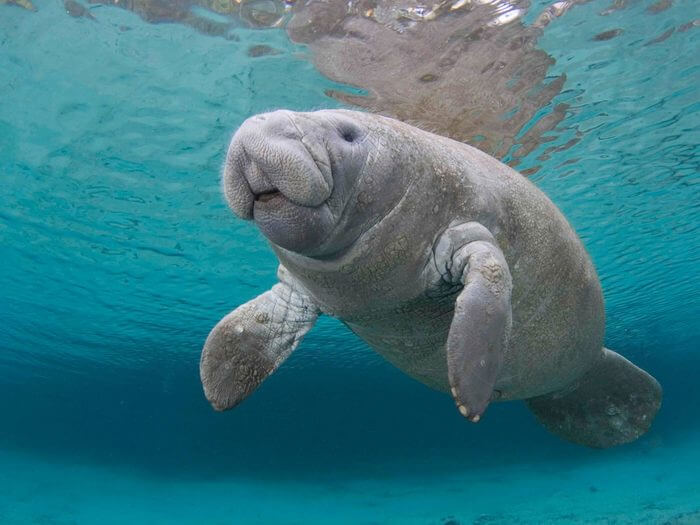 15 Great Places To See Florida Manatees in 2023