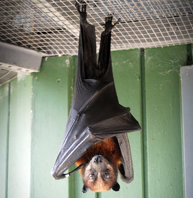 Go Batty at the University of Florida Bat Houses • Authentic Florida