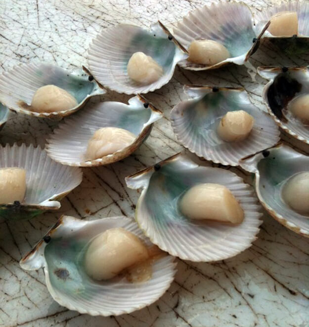 Yesssssss Florida Scalloping Season is Here! • Authentic Florida