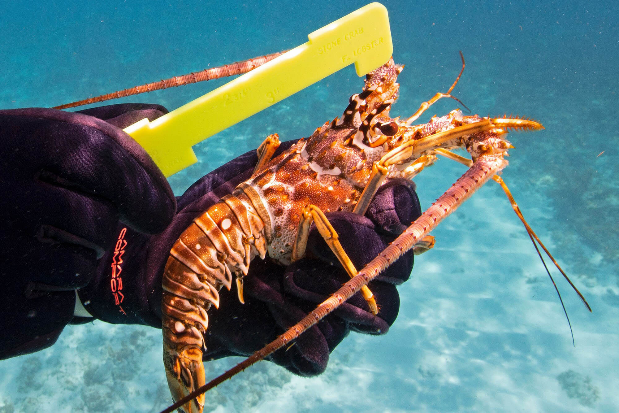 2023 Florida Lobster Season 10 Things You Should Know