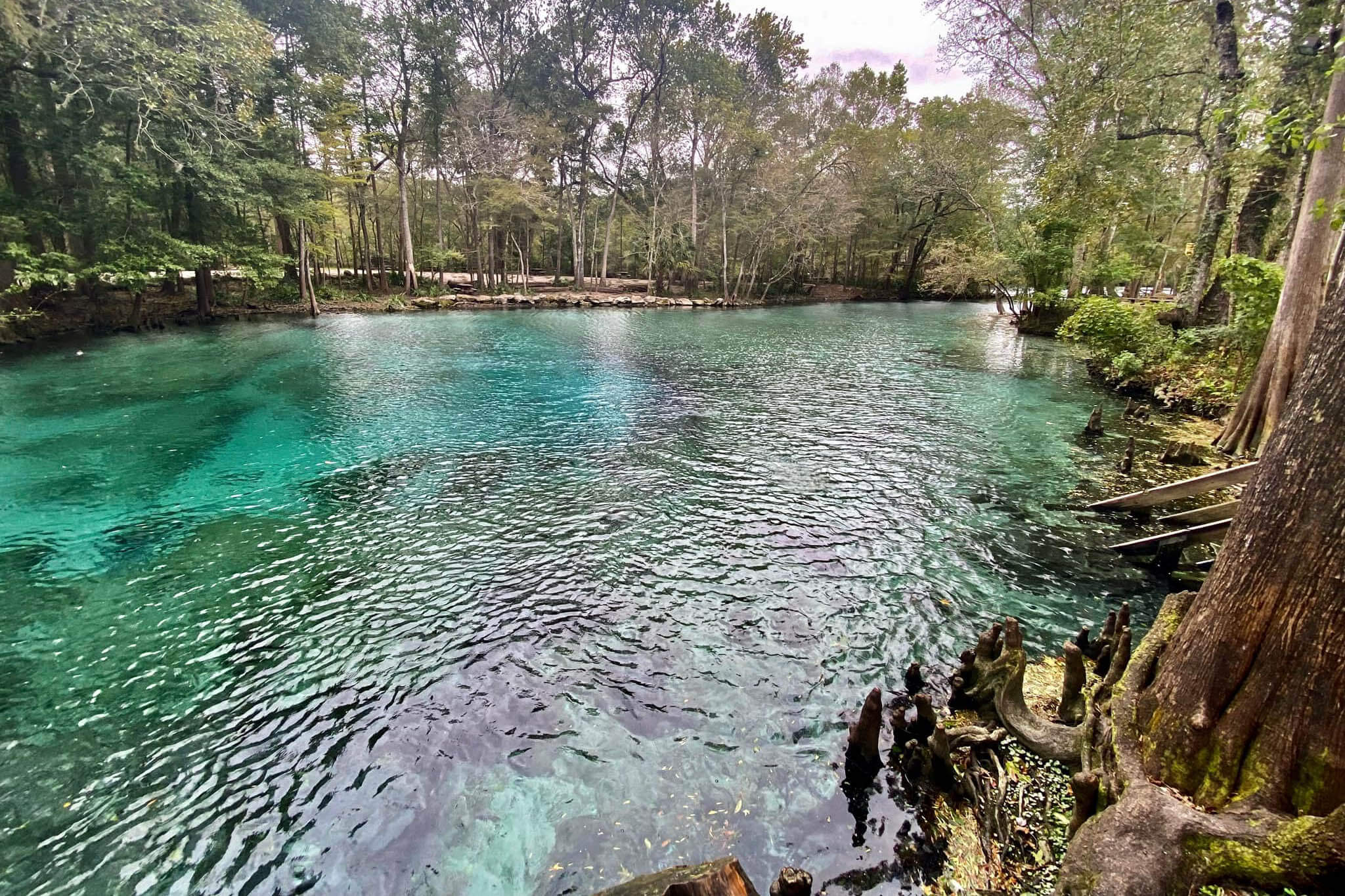 Top 5 Things to Do Near Gainesville FL • Authentic Florida