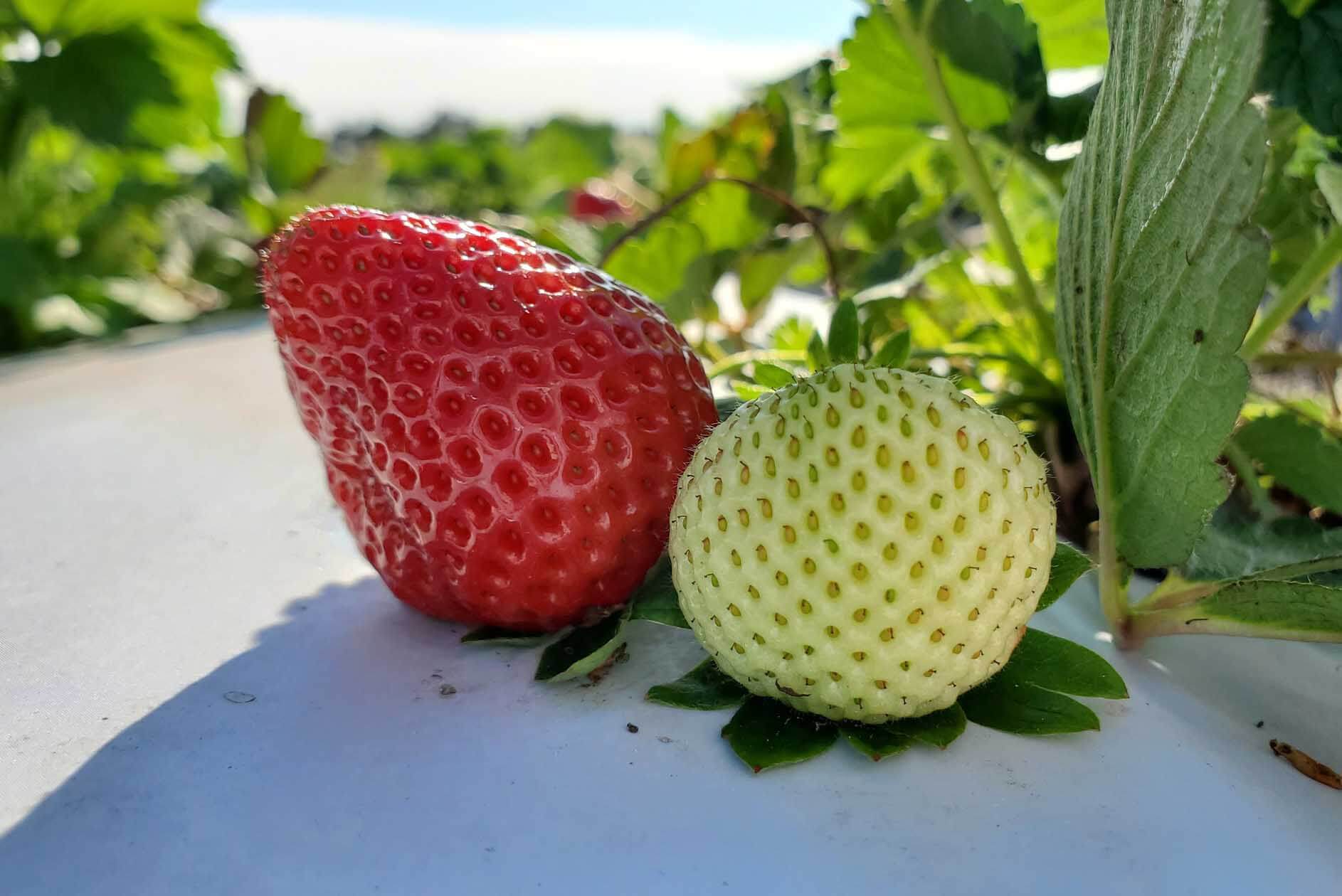 Why Florida Strawberries are the 'Berry Best'! Authentic Florida