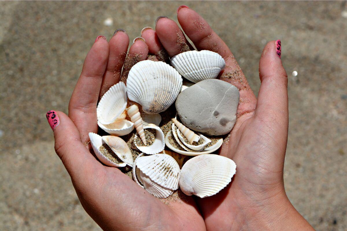 A Beginner’s Guide to Identifying Common Florida Seashells
