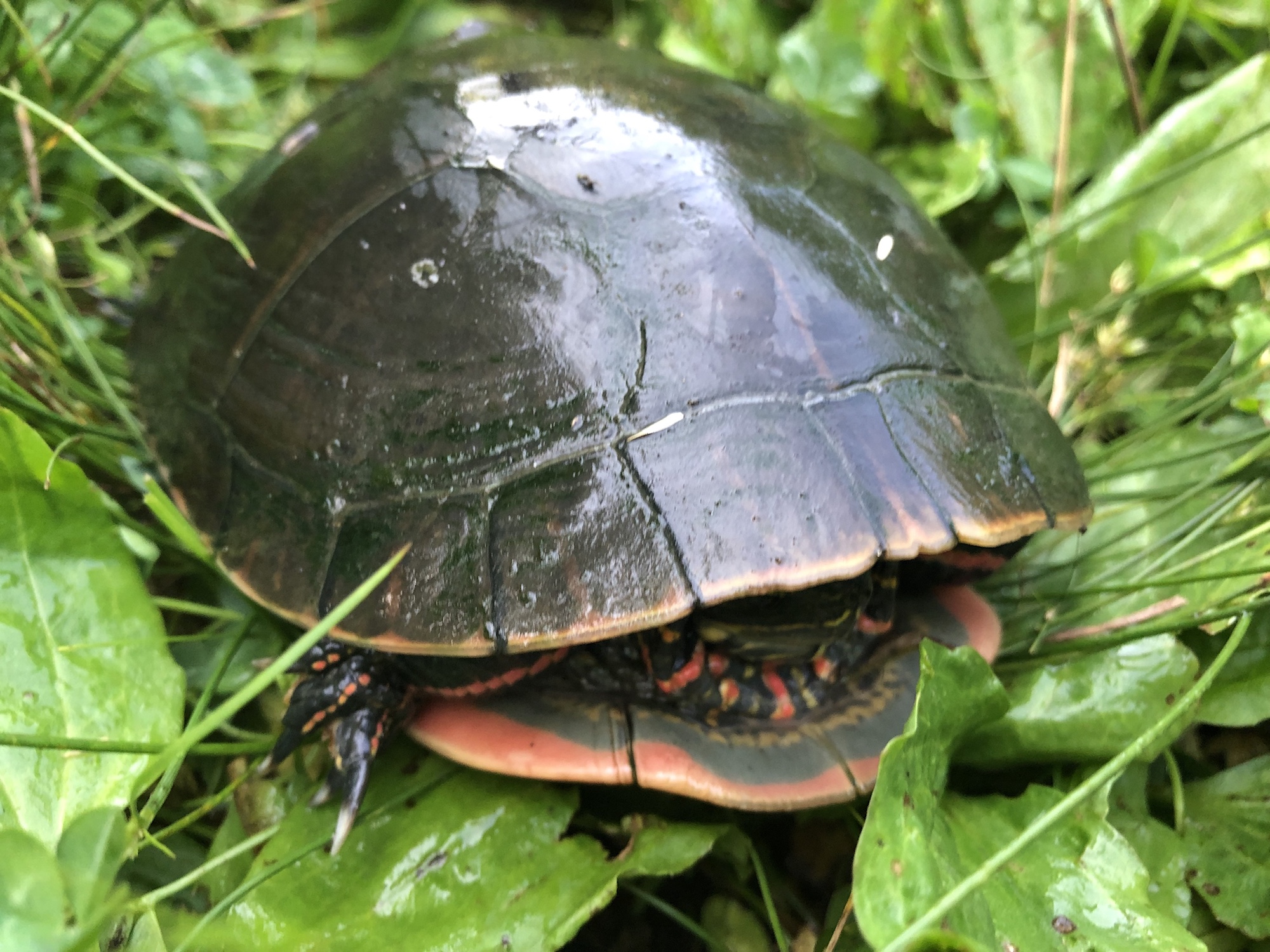 Lake Wingra Painted Turtles Madison, Wisconsin
