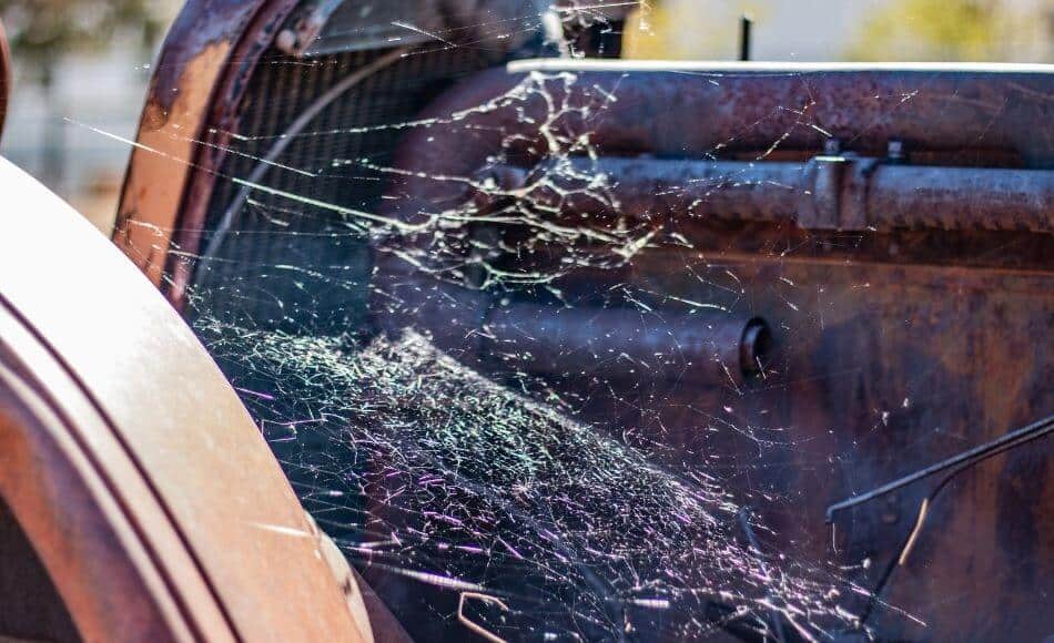 How Long Can a Spider Live In a Car?