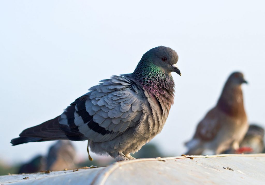 ford birds poop 02