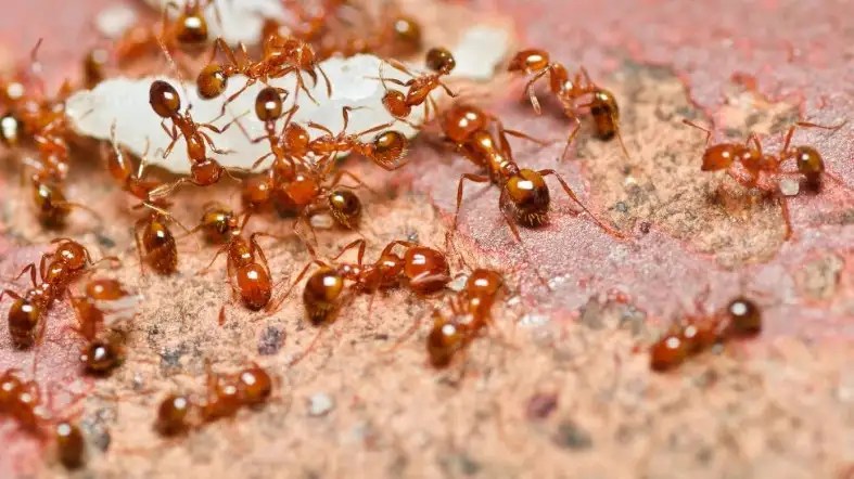 How To Get Rid Of Ants In Car Engine?