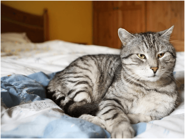 My Cat Peed on my Bed for the First time What does this Mean?