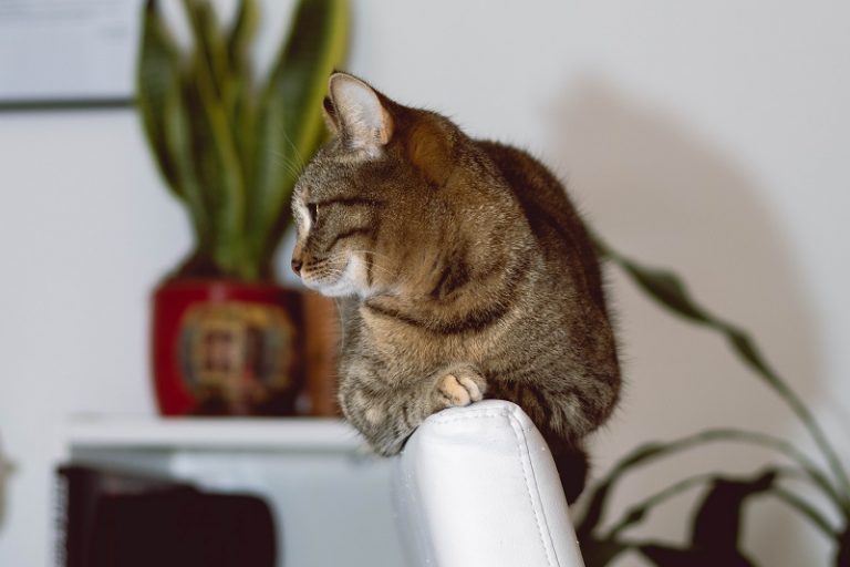 Cat Litter Plants Are They Worth It? Automatic Cat Feeder