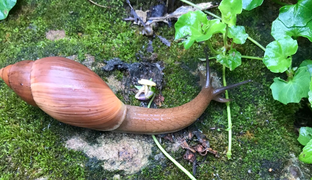 rosy wolf snail Automatic Gardening & Real Gluten Free Food