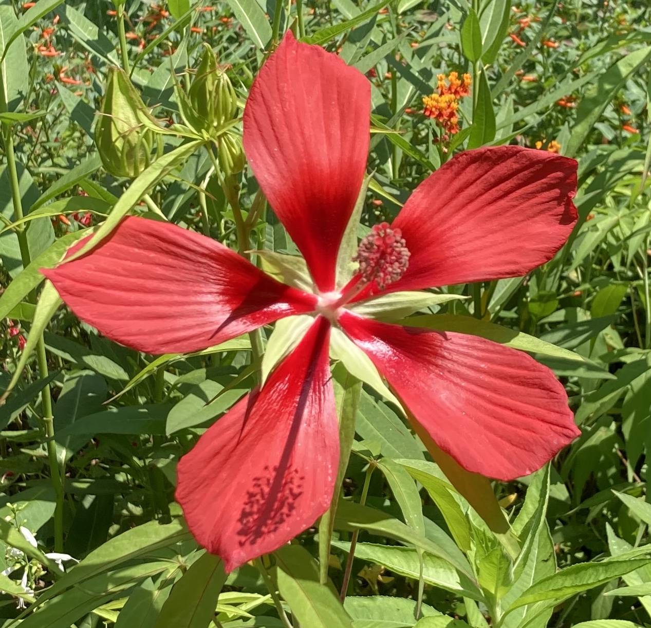 White Texas Star Automatic Gardening & Real Gluten Free Food