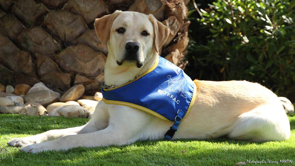 Comment soutenir une association des chiens guides d