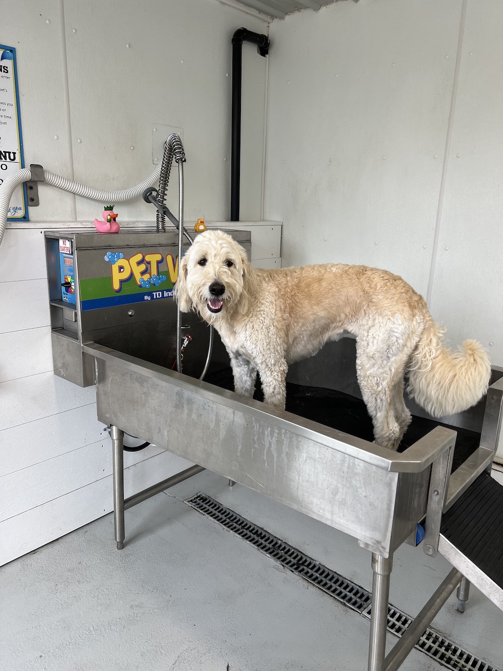 Dog Wash Photo Gallery Auto Spa London Auto Spa London