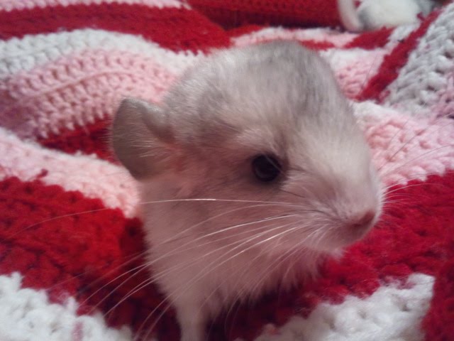 About Us Autumn Chinchillas