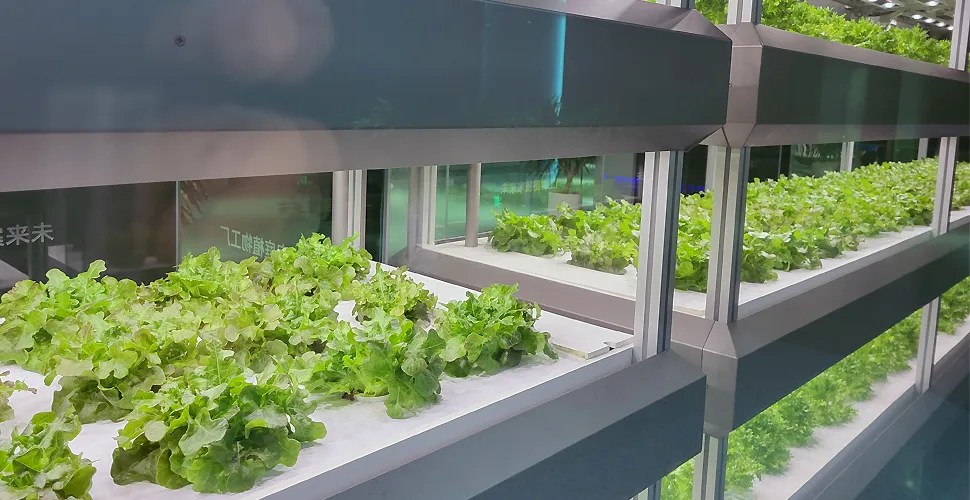 What is the Fastest Growing Hydroponic System? Auxgrow