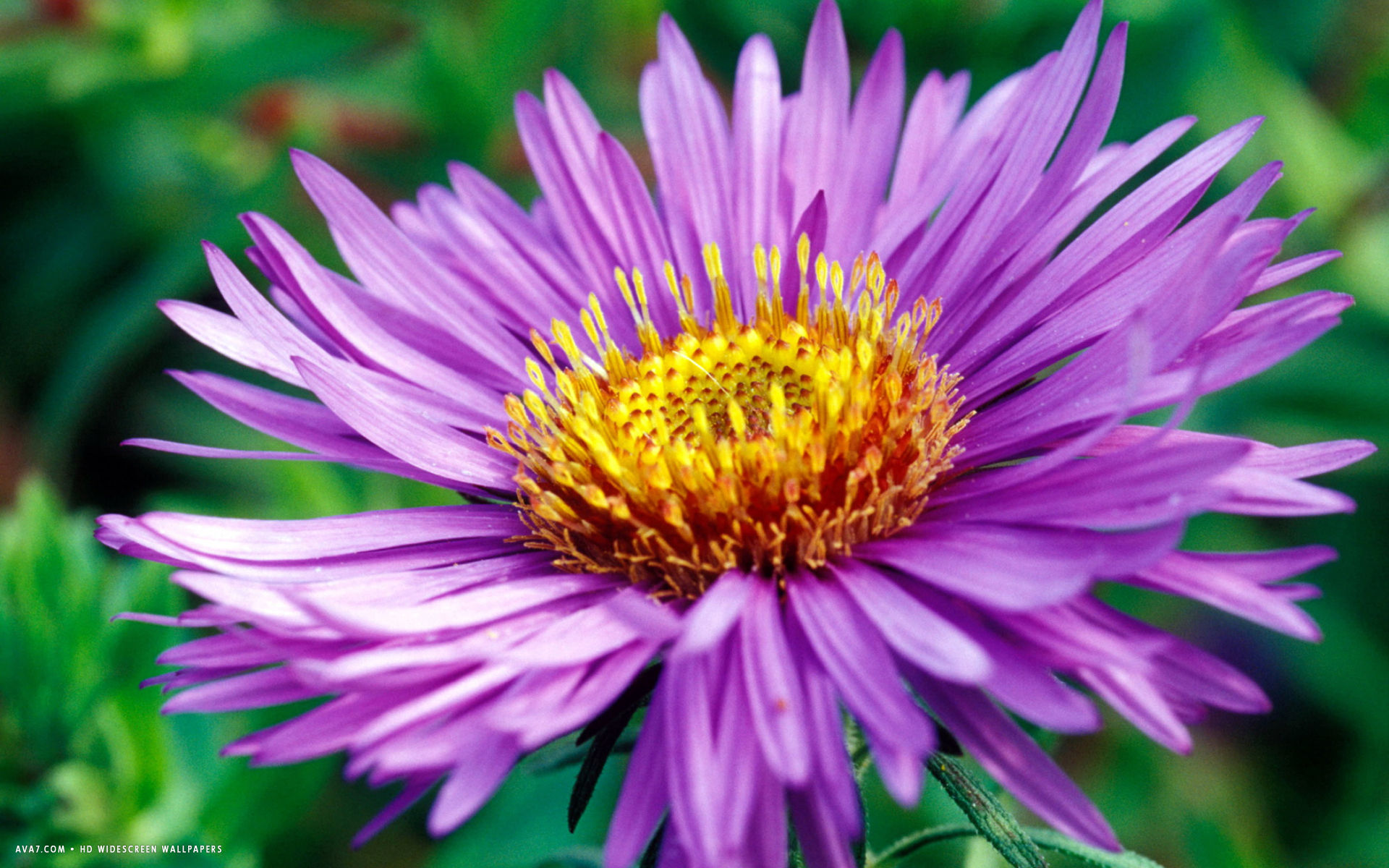 aster flower hd widescreen wallpaper / flowers backgrounds