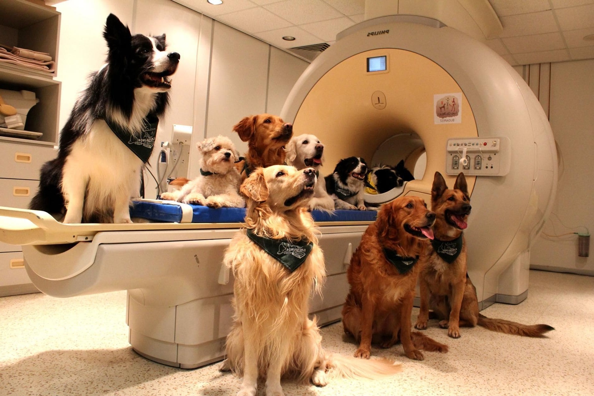Dogs process language in a similar way to humans MRI brain scans