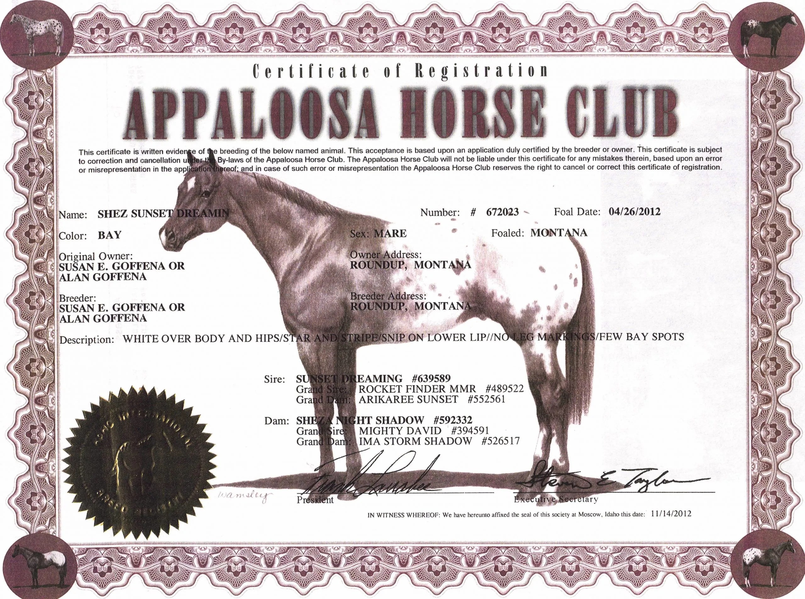 Shez Sunset Dreamin Avalon Appaloosas