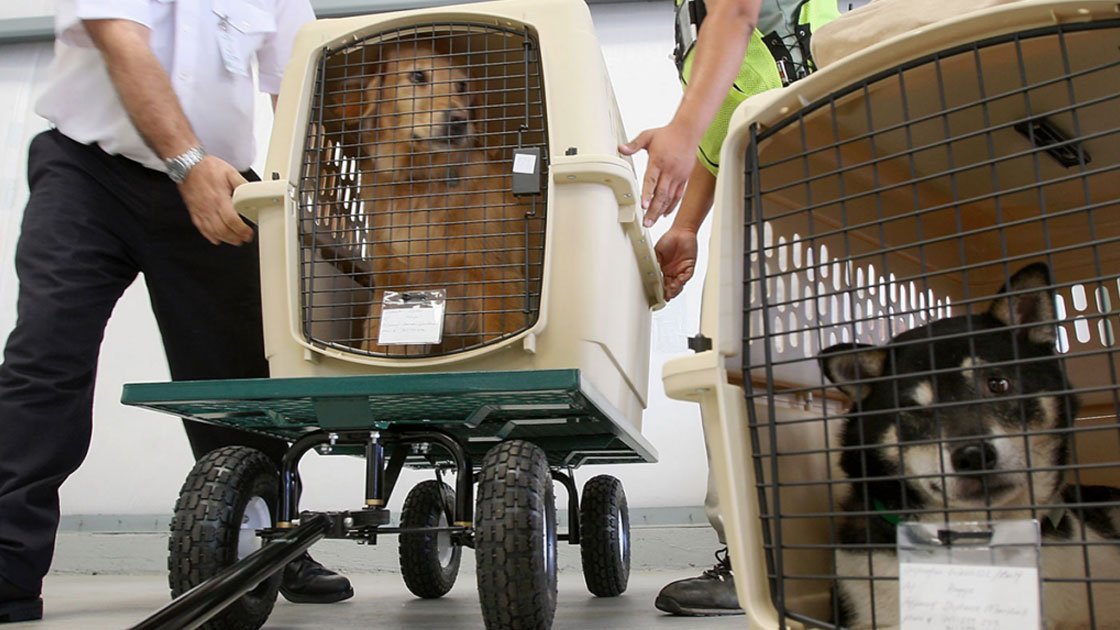 PET Shipping Jeddah, Saudi Arabia Avana Logistics