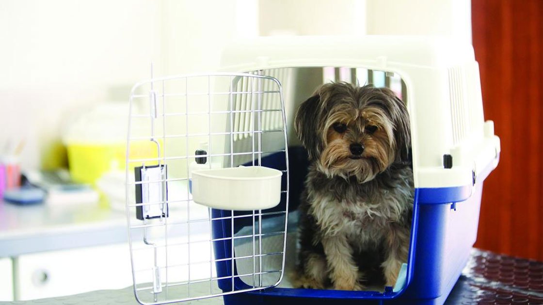 PET Shipping Jeddah, Saudi Arabia Avana Logistics