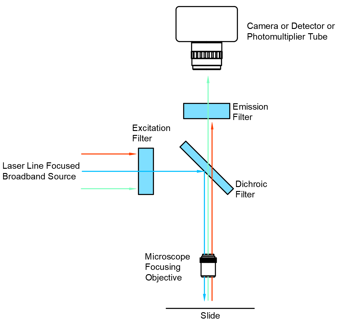 Fluorescence Microscopy Part 1 Illuminating Samples for High