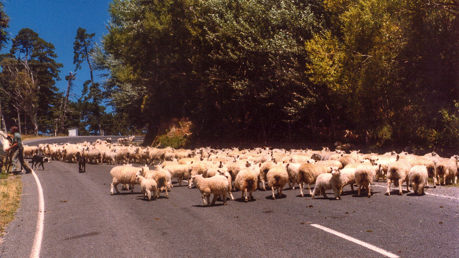 New Zealand 198283 (Conventional Bike) Avatar 2000 Recumbent Bicycle