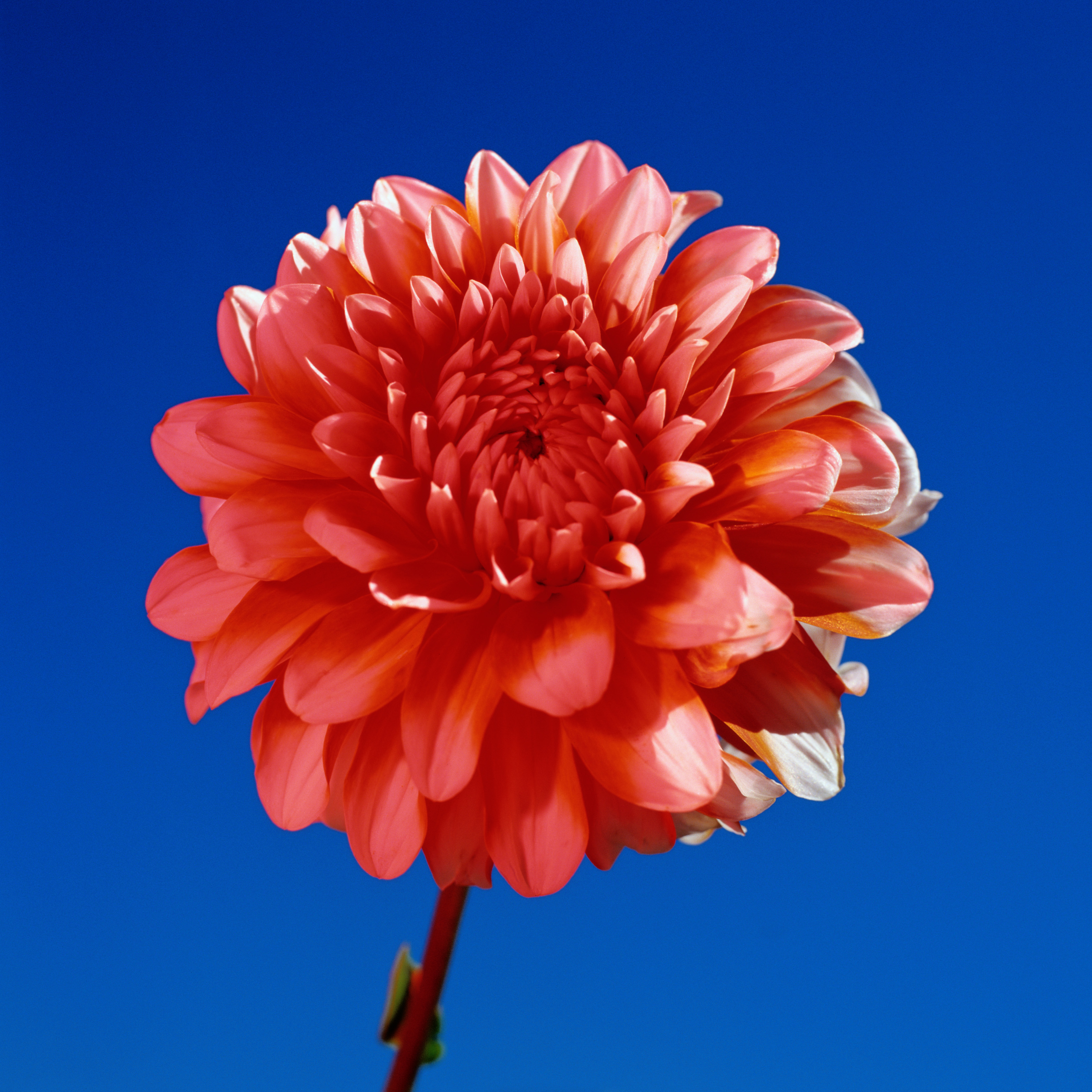 Download Nature Flower PFP