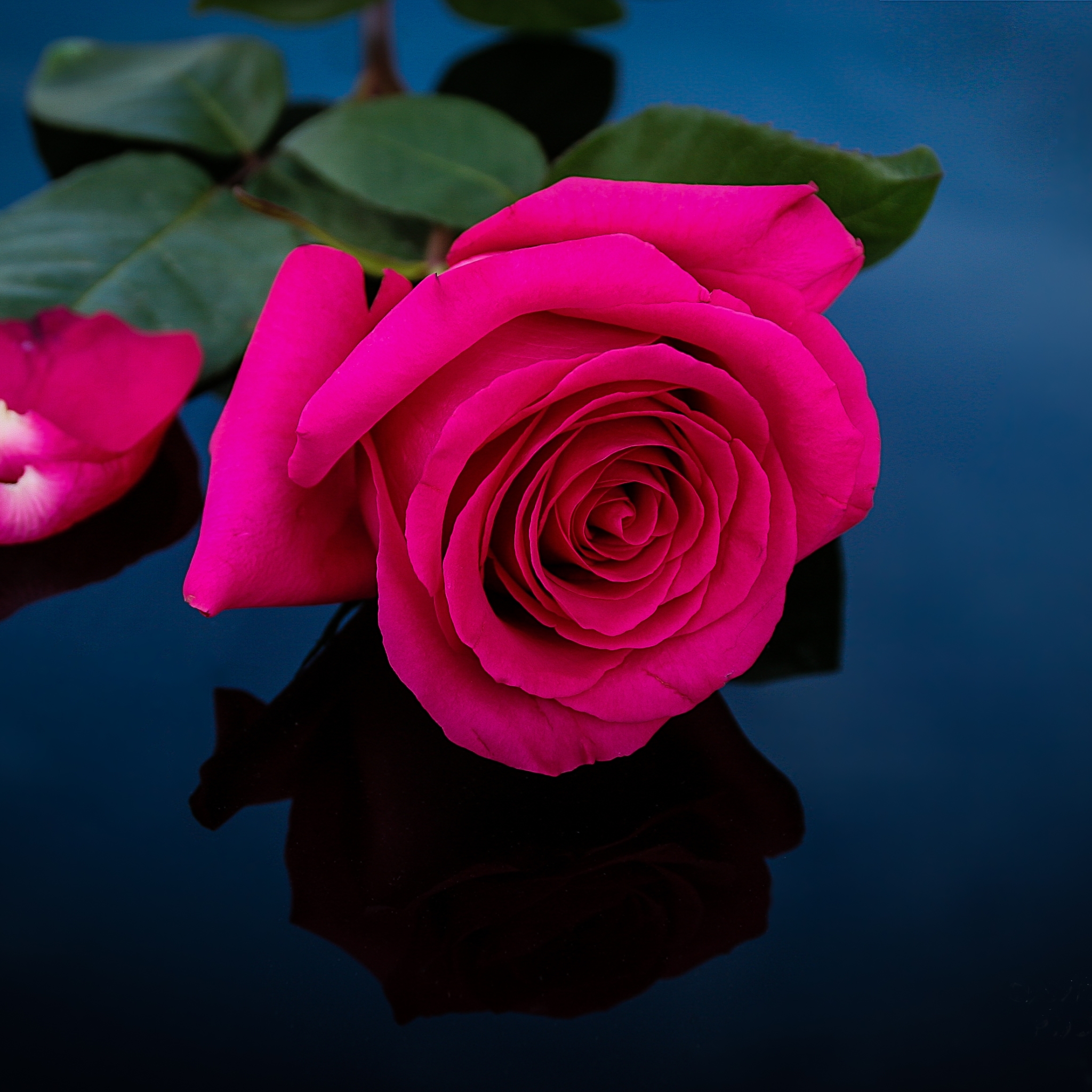 List 97+ Pictures Profile Pictures Of Rose Flowers Sharp