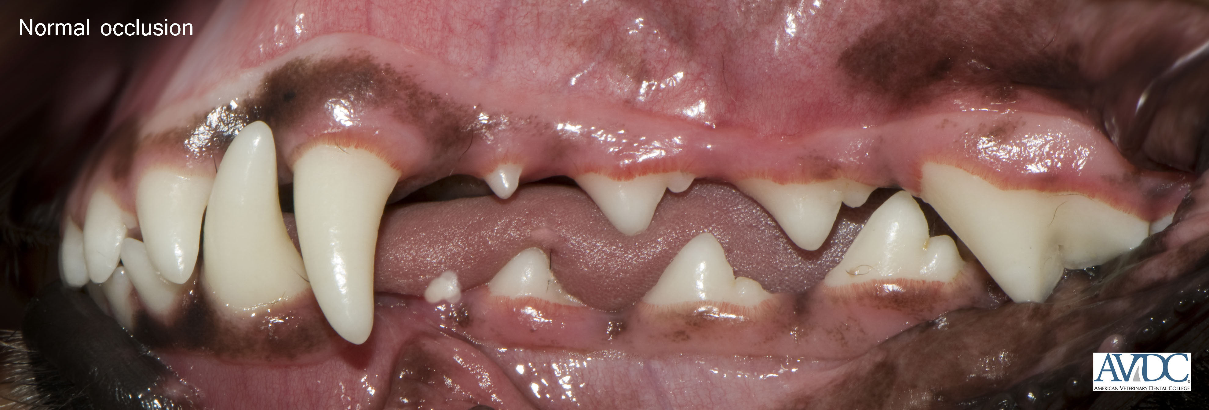 Malocclusions (misaligned teeth) Animal Dental Specialist