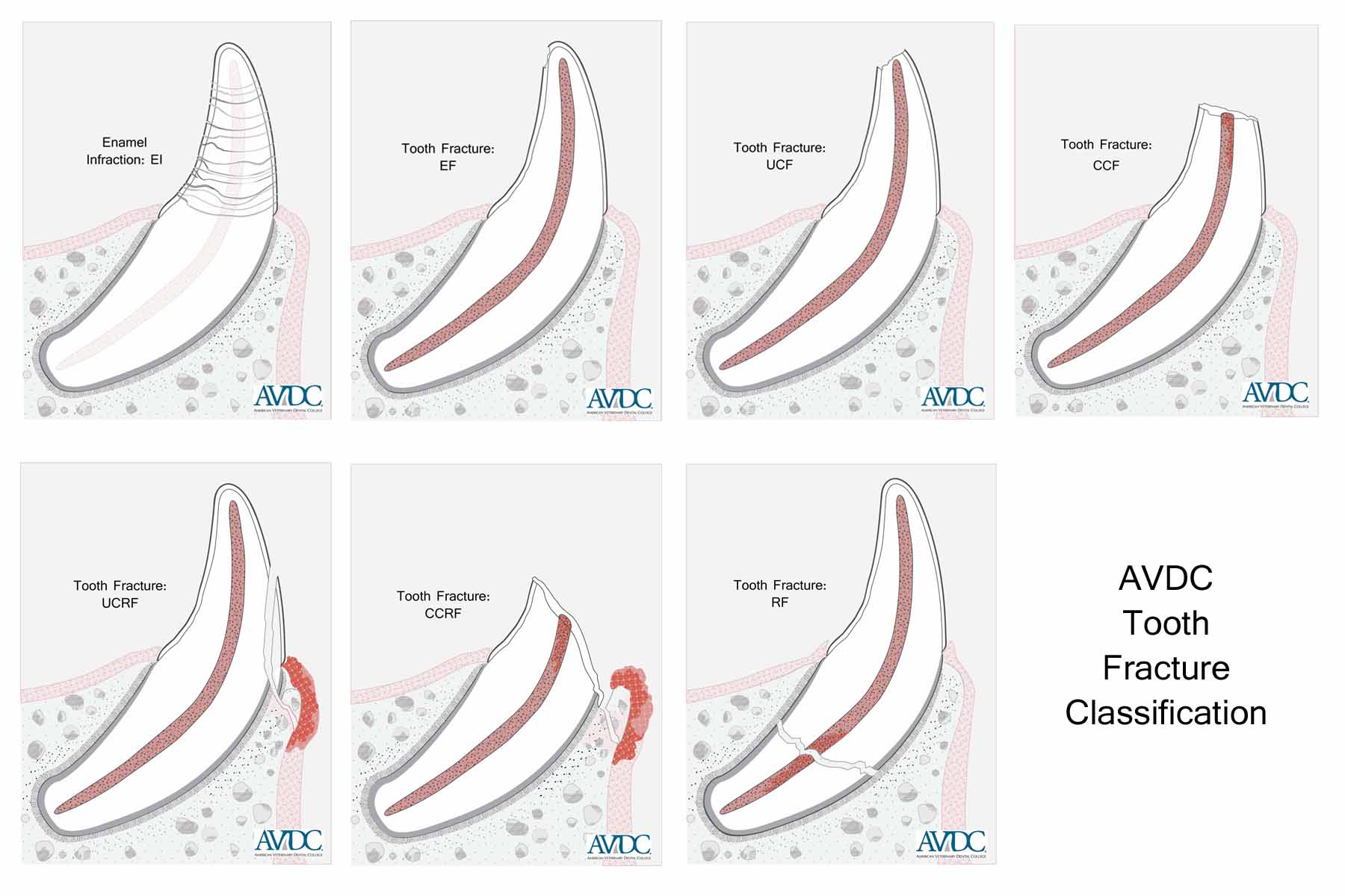 Dog Teeth Anatomy Anatomy Reading Source