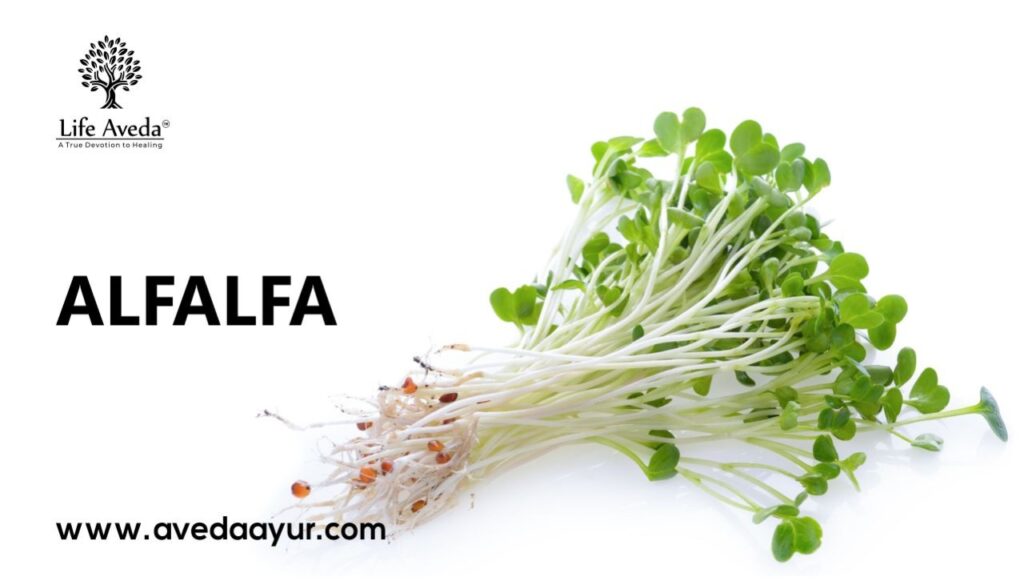 Alfalfa Medicago Sativa Properties, Uses and Benefits