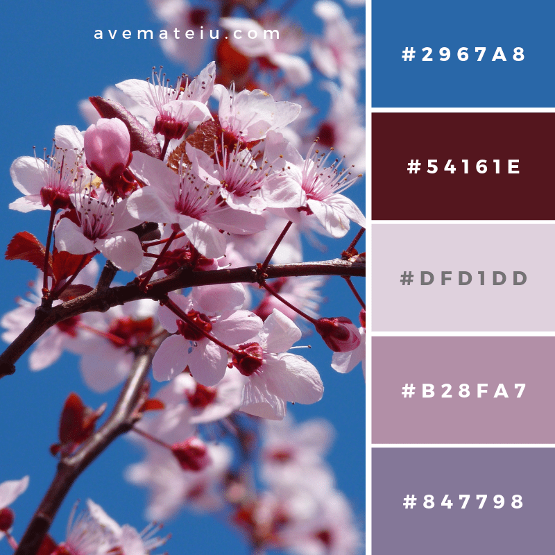 Photo of Cherry Blossom Color Palette 185 Ave Mateiu