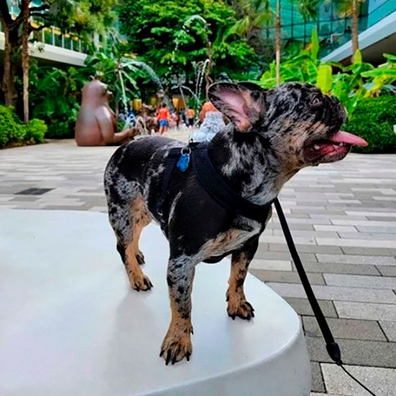 Does Aventura Mall Allow Dogs