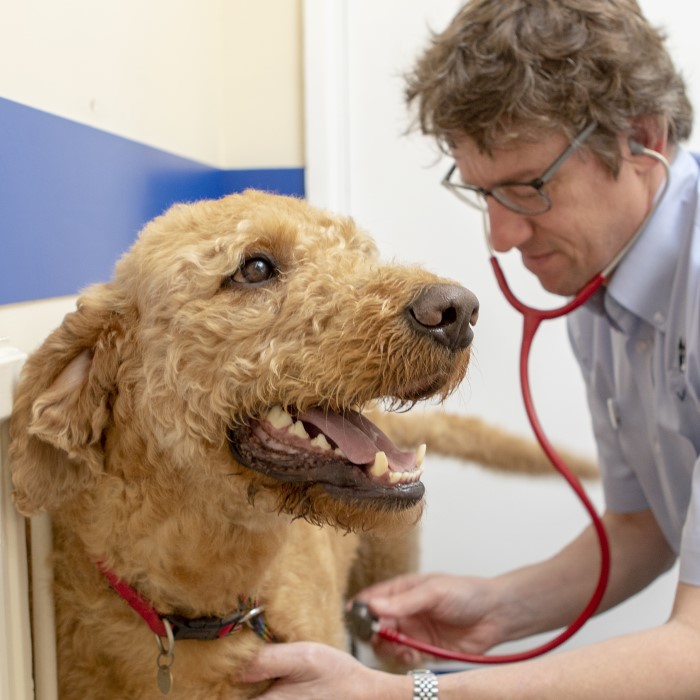 Pet Insurance Avenue Veterinary Centre