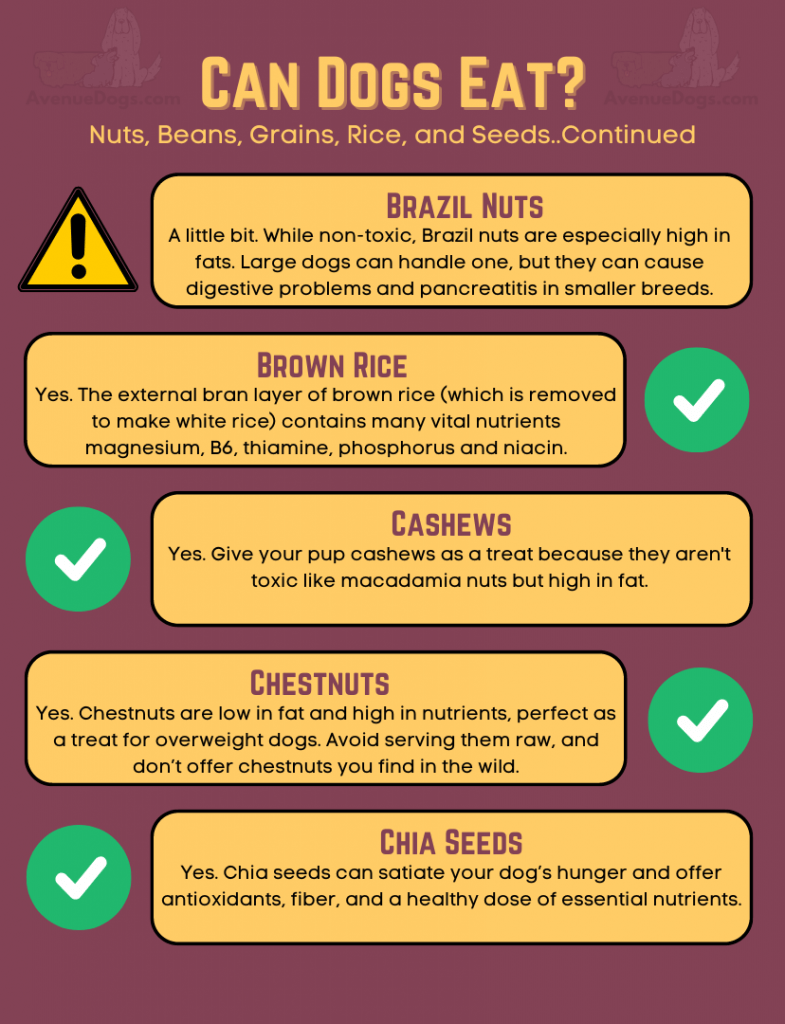 Can Dogs Eat…Nuts, Beans, Grains, Rice, and Seeds Edition Avenue Dogs