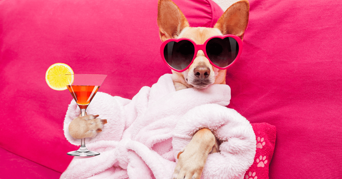 The Best Dog Perfume Spray in 2022 Choosing the Right Scent Avenue Dogs