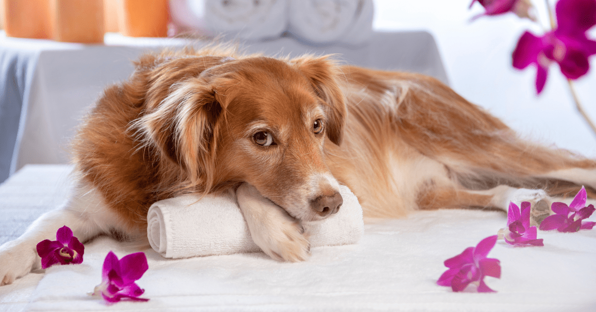 Stone Mountain Pet Lodge Review Blaine & Brooklyn Park Avenue Dogs