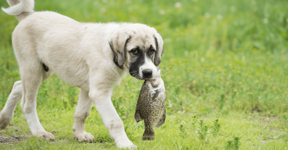 Why Does My Female Dog Have A Fishy Smell