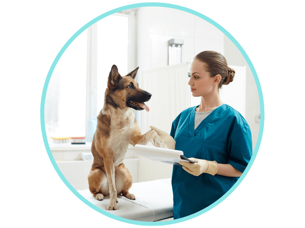 Credelio for Dogs VetApproved for Ticks & Fleas Avenue Dogs